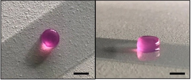 A single 3D-bioprinted technical replicate, shown from above and in profile